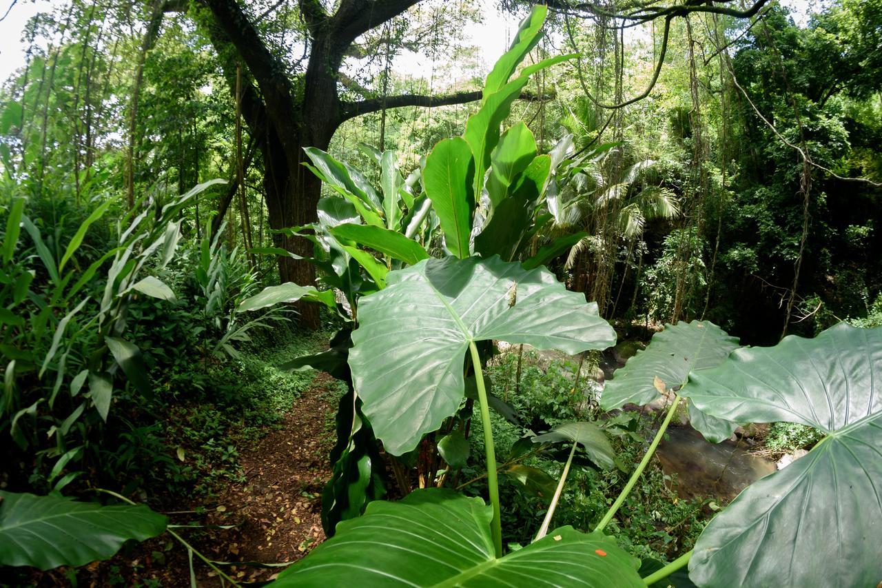 הוילה Canton Suisse Martinique Treehouse מראה חיצוני תמונה
